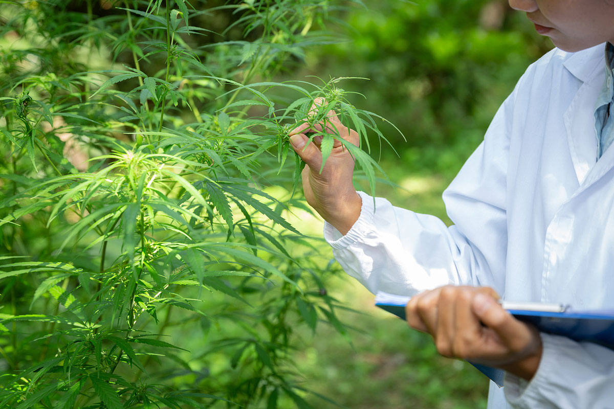 Will Non-medical Cannabis Seeds Sales Outperform Medical Cannabis Seeds Sales?