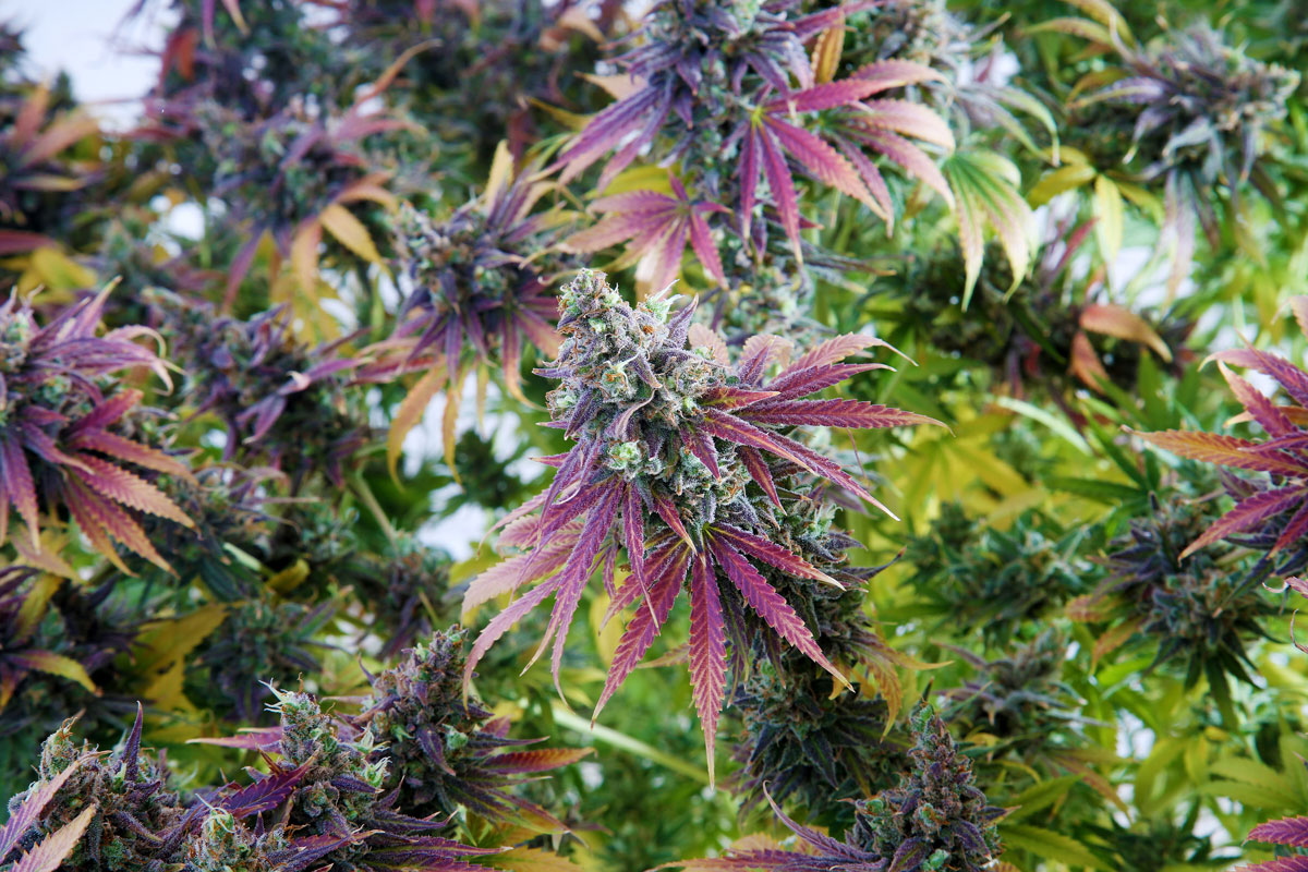 What Marijuana Business Owners Need to Know about Hybrid Cannabis Seeds