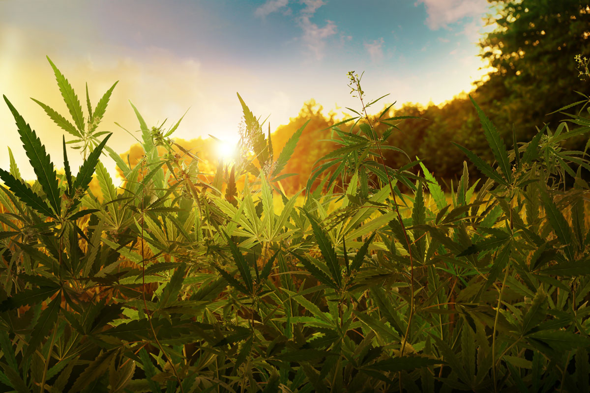 How to Maximize Profit in the Ongoing Post-Marijuana Legalization Mess-acre