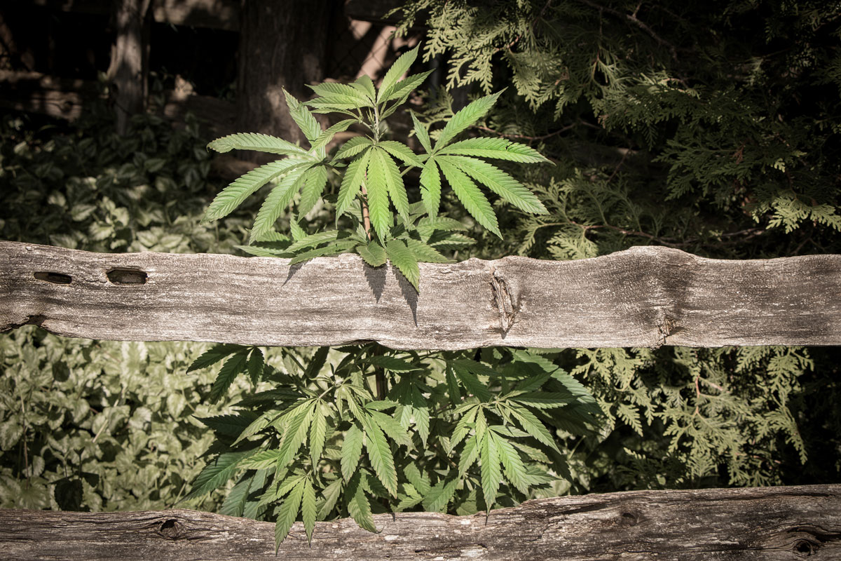 Post-legalization Shortage of Cannabis Supply Indicates Higher Profit for Marijuana Seeds Retailers