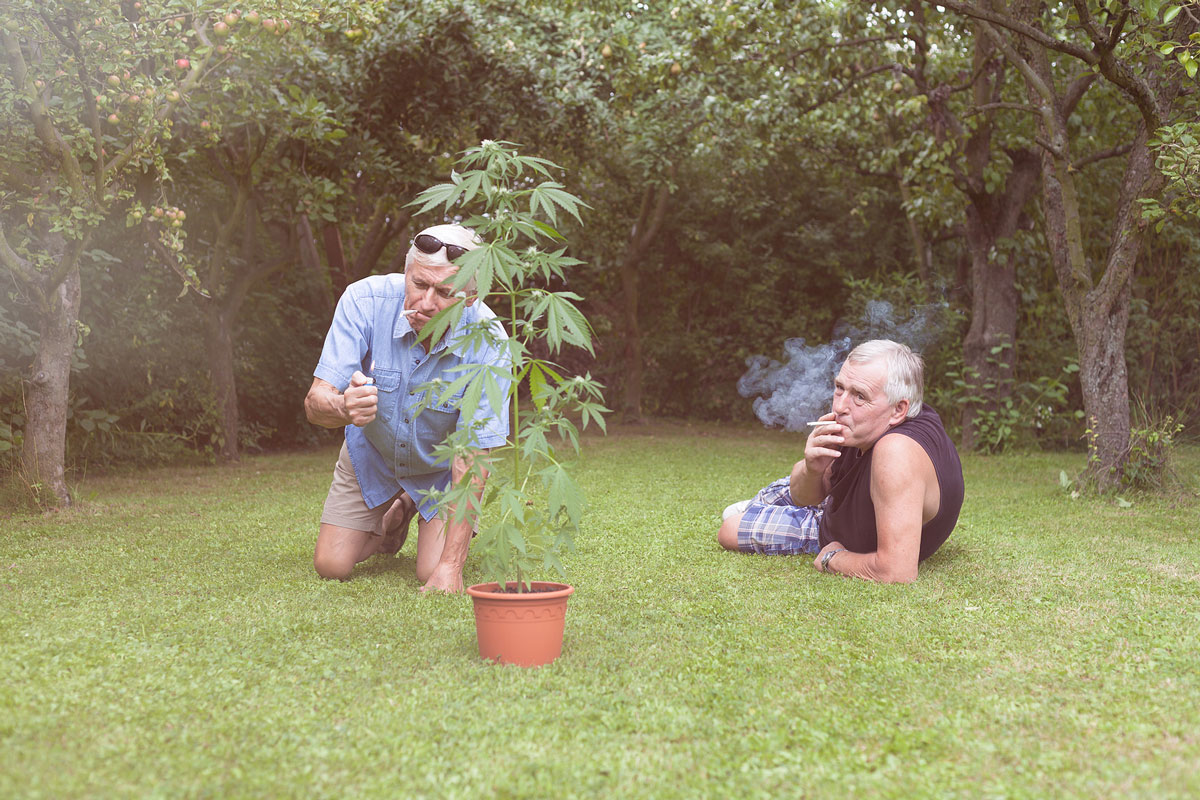 Exploring Cannabis Seeds’ Tremendous Potential in the Healthy Lifestyle Fever