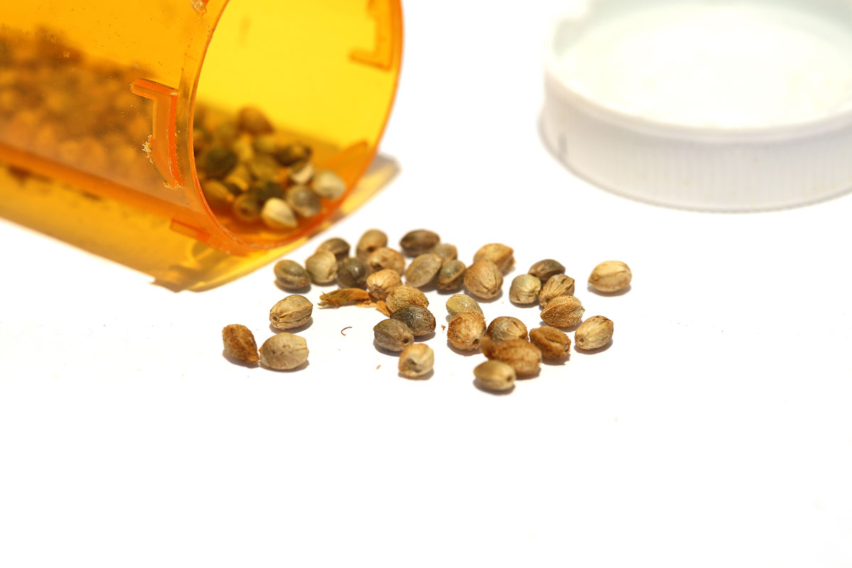 How to Properly Display Cannabis Seeds in your Sex Toys Store to Boost your Profit