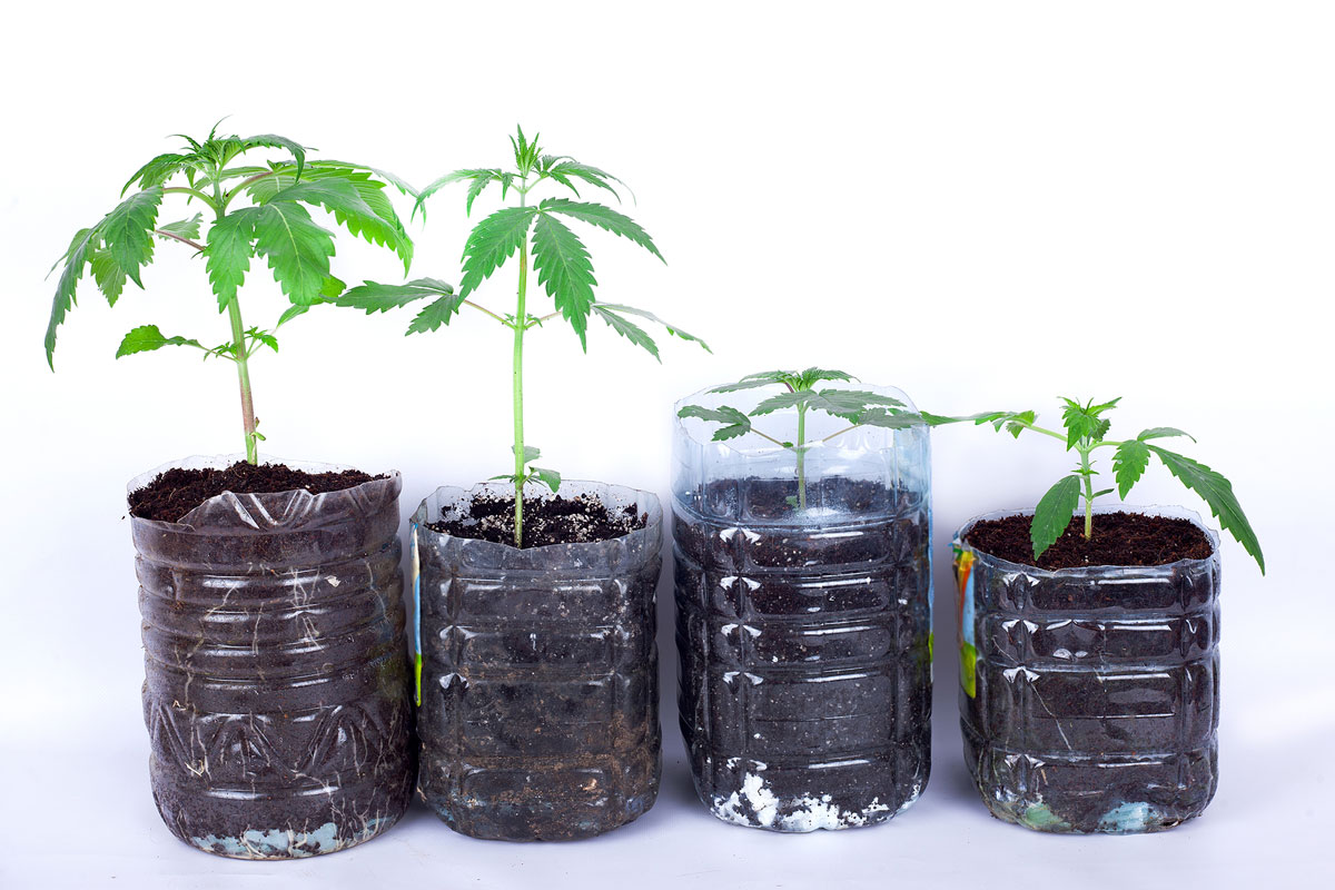 Differences Between Regular, Feminized, and Autoflowering Cannabis Seeds
