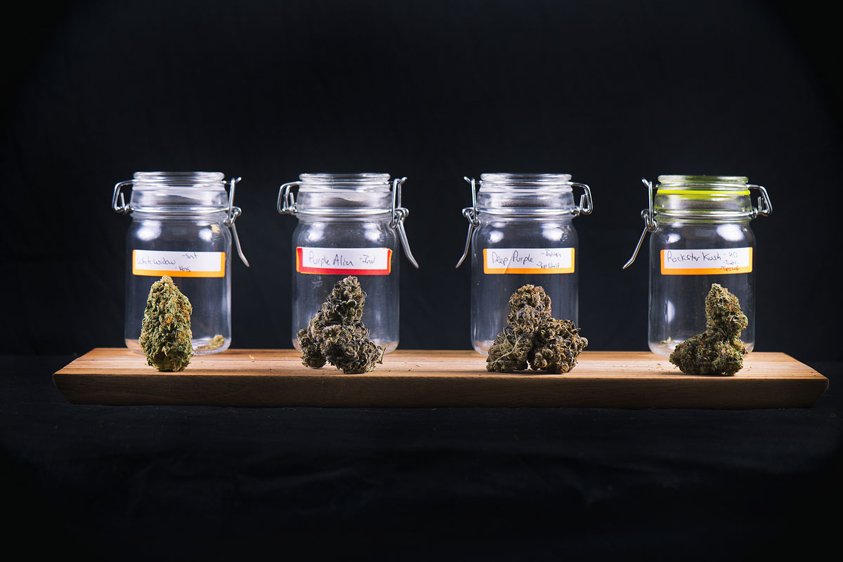 Wholesale Cannabis Seeds for your Adult Store in Canada: How to Select the Best Strains to Please your Customers?