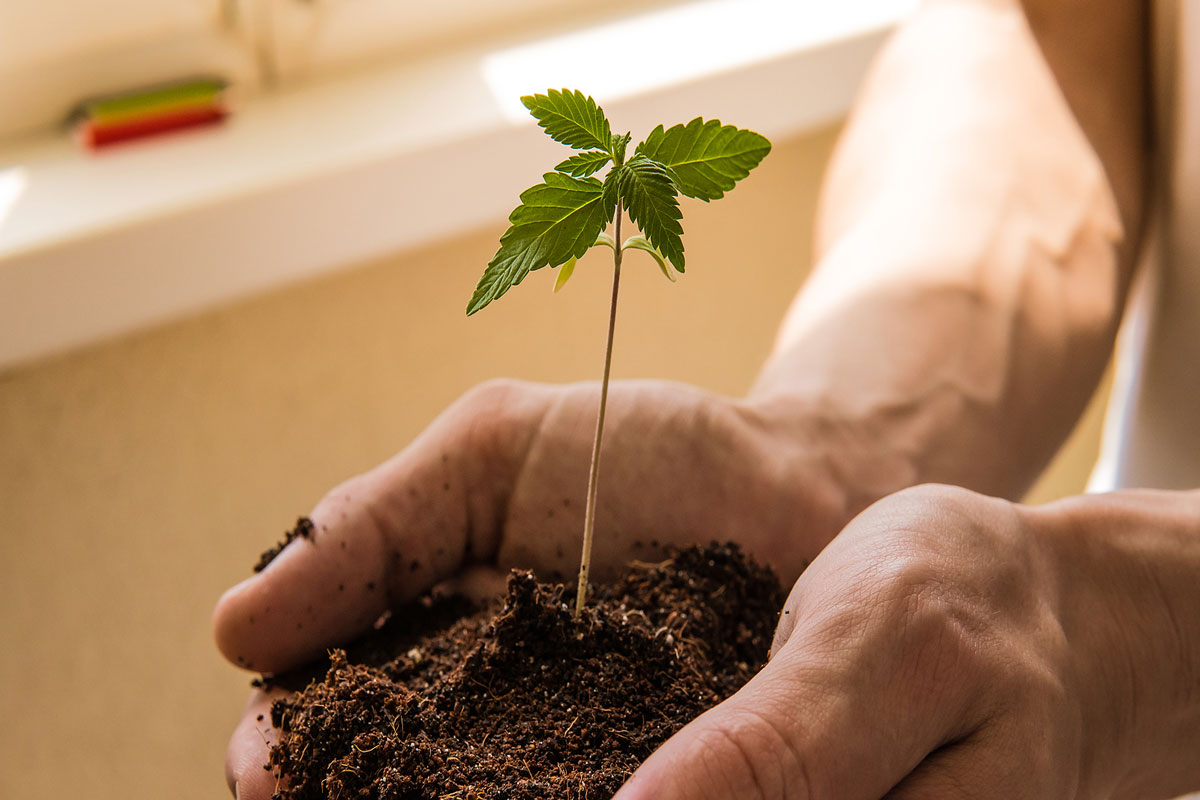 Why and How to Sell Cannabis Seeds in your Adult Store