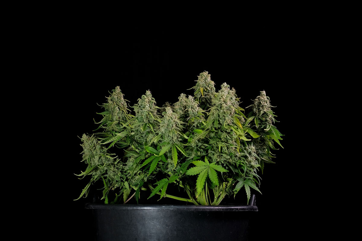 Top 3 Things You Miss Out if You Don’t Sell Cannabis Seeds in your Store in Canada