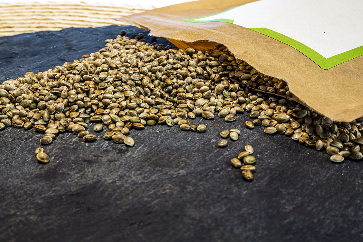 How to Store Cannabis Seeds in Bulk  the Right Way