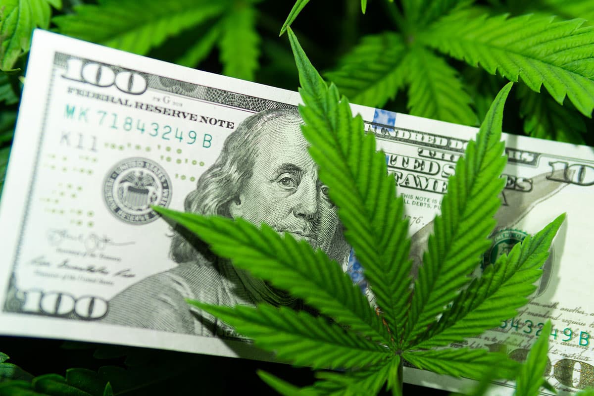 Wholesale Cannabis Seeds for Hardware Store Owners in Canada: Top 8 Seeds Scams Signs to Watch out for