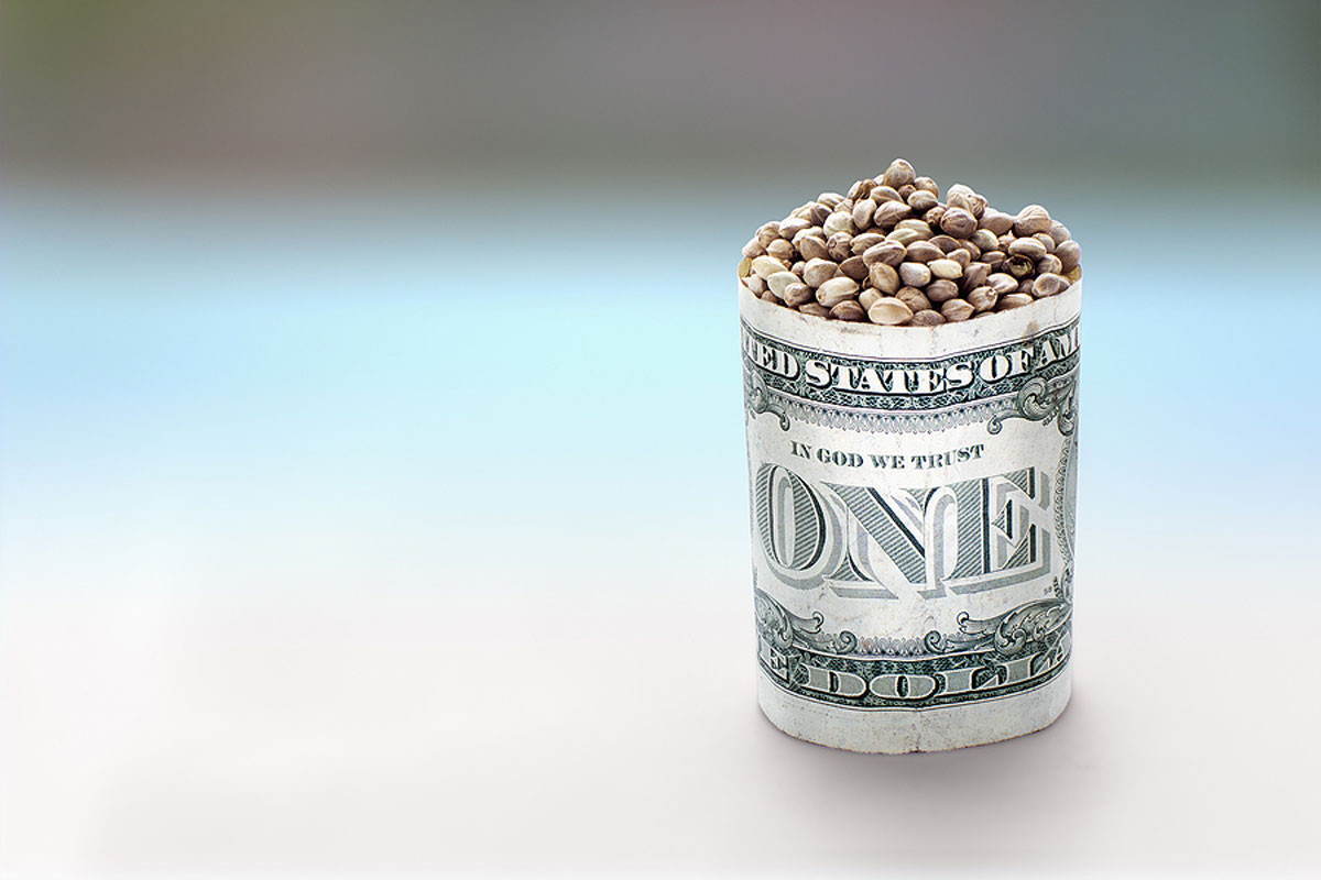 Why can You Save Money when you Buy Marijuana Seeds in Bulk